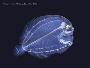 Larval stage of a flounder by Glenn Ostle 